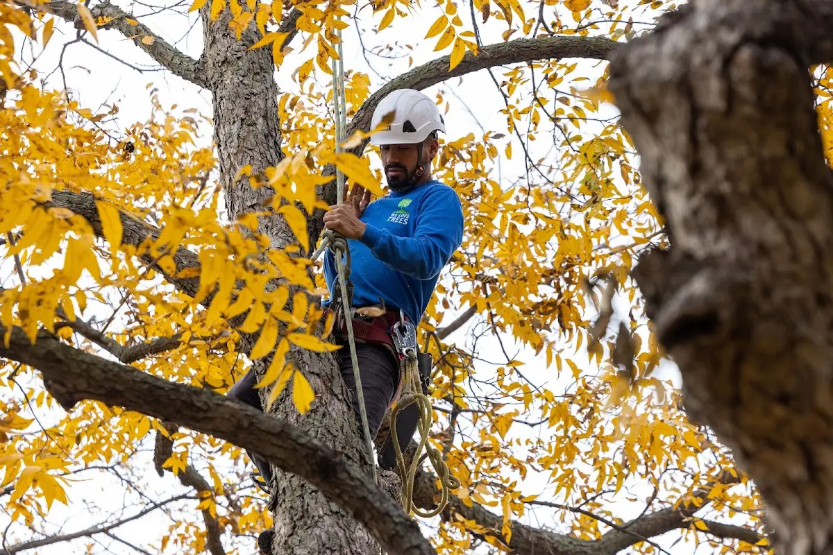 Skilled Dead Tree Removal crew working in Highland
