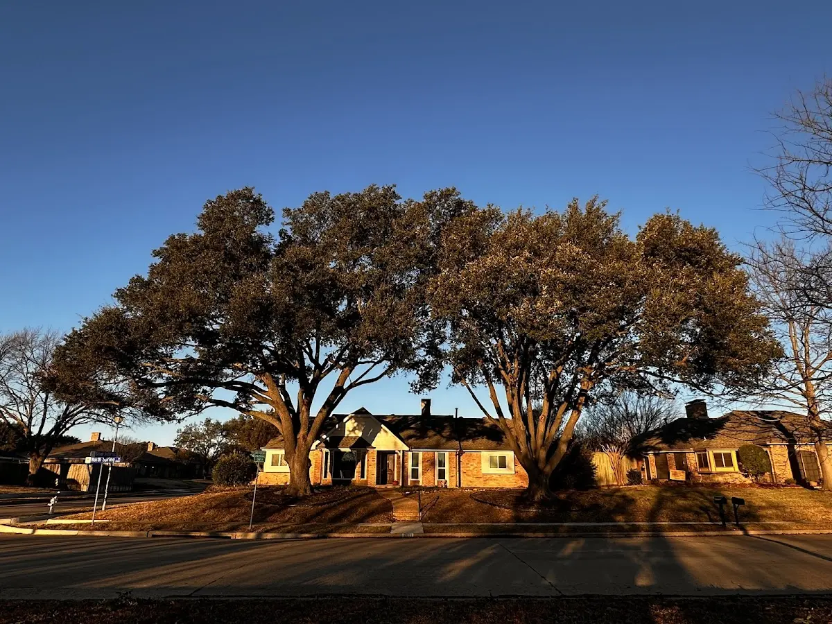 Established residential canopy tree shading a home in Highland